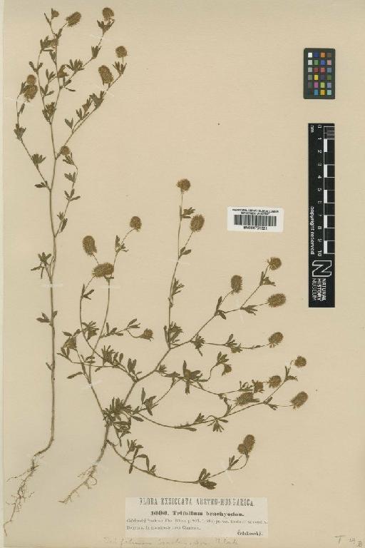 Trifolium arvense L. - BM000751221