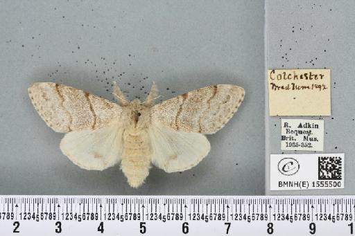 Calliteara pudibunda (Linnaeus, 1758) - BMNHE_1555500_254551