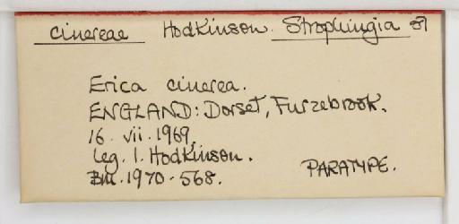 Strophingia cinerea Hodkinson, 1971 - 013471583_additional