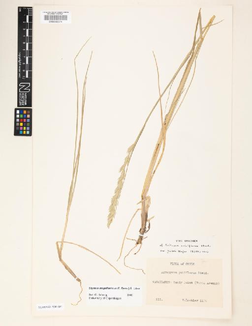 Elymus magellanicus (E.Desv.) Á.Löve - 000833370