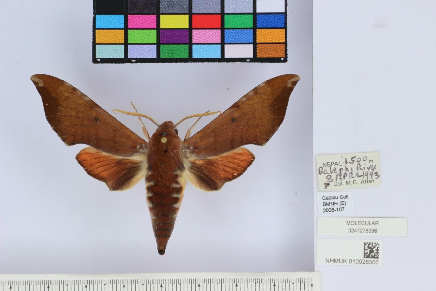 Dahira rubiginosa thumbnail