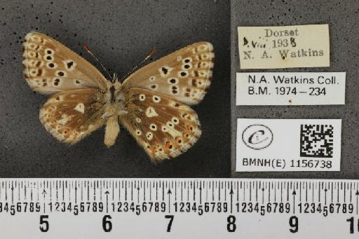 Lysandra coridon ab. semicostajuncta Bright & Leeds, 1938 - BMNHE_1156738_107931