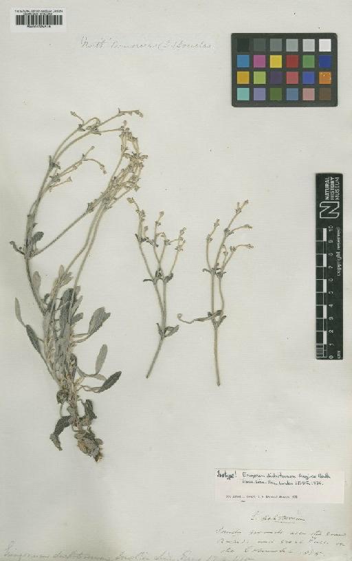 Eriogonum niveum subsp. dichotomum (Douglas ex Benth.) S.Stokes - BM001024519