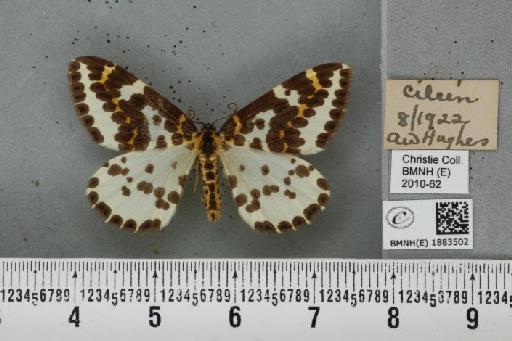 Abraxas grossulariata (Linnaeus, 1758) - BMNHE_1883502_438719