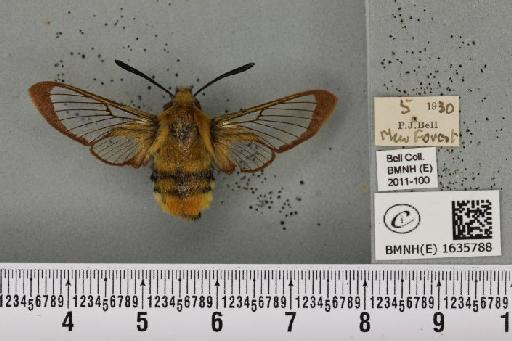 Hemaris tityus (Linnaeus, 1758) - BMNHE_1635788_205451