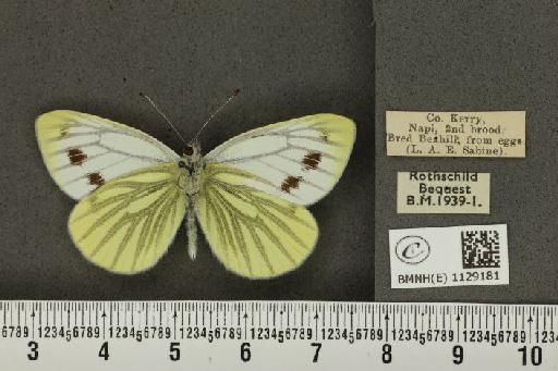 Pieris napi britannica ab. aversomaculata Stach, 1925 - BMNHE_1129181_81683