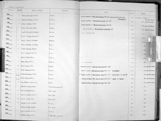 Cypraea candidula Gaskoin, 1836 - Zoology Accessions Register: Mollusca: 1962 - 1969: page 147