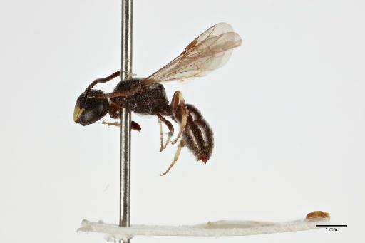 Hylaeus nigrolineatus Cockerell, 1924 - 013983591_lateral