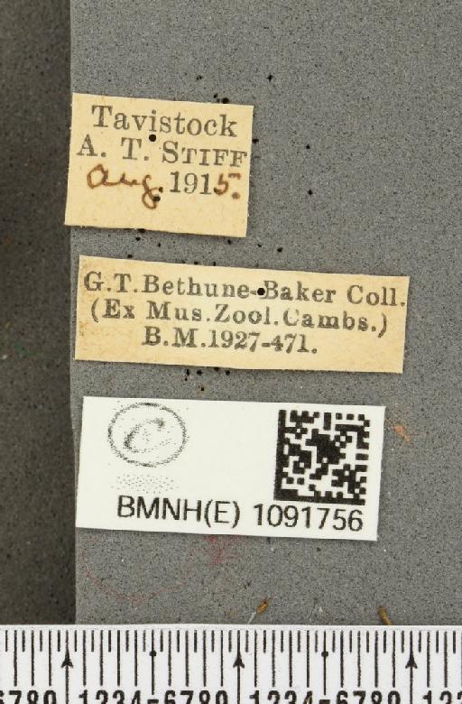 Pyronia tithonus britanniae (Verity, 1914) - BMNHE_1091756_label_2187