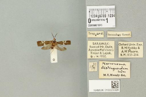 Macrostemum distinguendum (Ulmer, 1905) - 013323326_761495_1751273