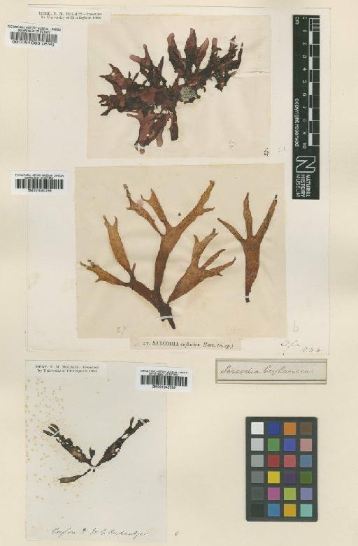 Sarcodia montagneana (Hook.f. & Harv.) J.Agardh - BM000054008