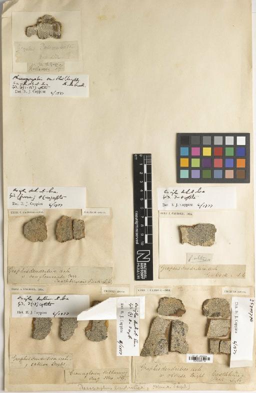 Phaeographis dendritica (Ach.) Müll.Arg. - BM000975712