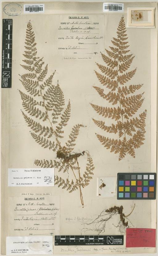 Davallodes beddomei (C.Hope) M.Kato & Tsutsumi - BM001045919