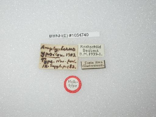 Adhemarius ypsilon (Rothschild & Jordan, 1903) - Adhemarius ypsilon Rothschild & jordan, 1903 BMNH(E) 1054740 labels