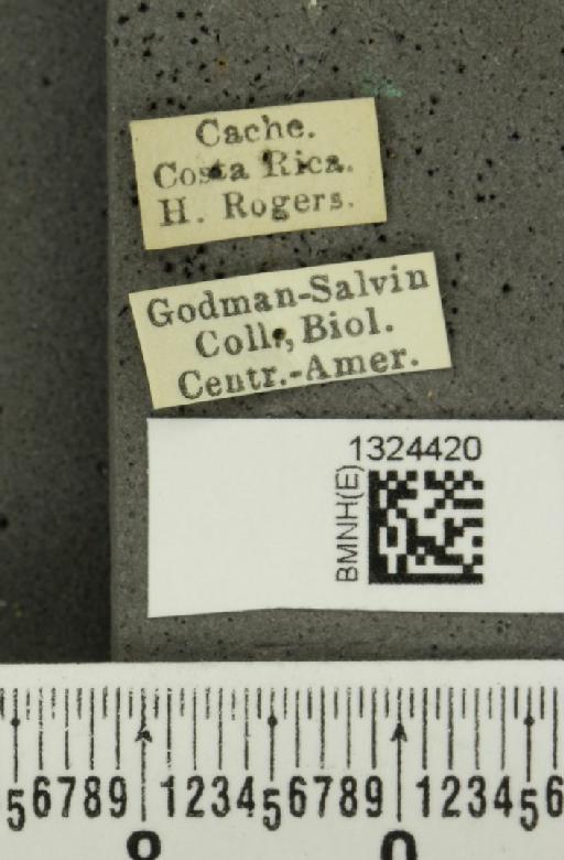 Isotes sexpunctata (Jacoby, 1878) - BMNHE_1324420_label_21969