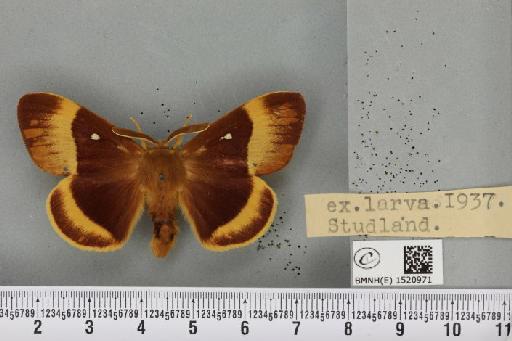Lasiocampa quercus quercus (Linnaeus, 1758) - BMNHE_1520971_193877