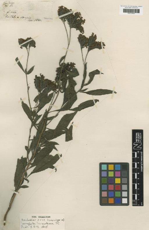Tournefortia trichocalycina DC. - BM001209064