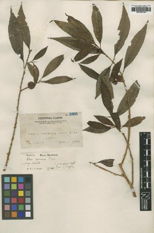 Ficus septica var. salicifolia Corner - BM000951864