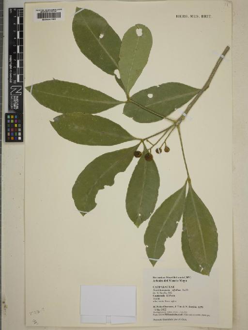 Forchhammeria trifoliata Radlk. - BM000817882