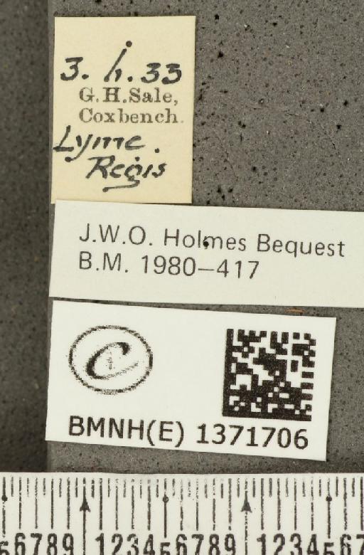 Aricia agestis (Denis & Schiffermüller, 1775) - BMNHE_1371706_label_177739