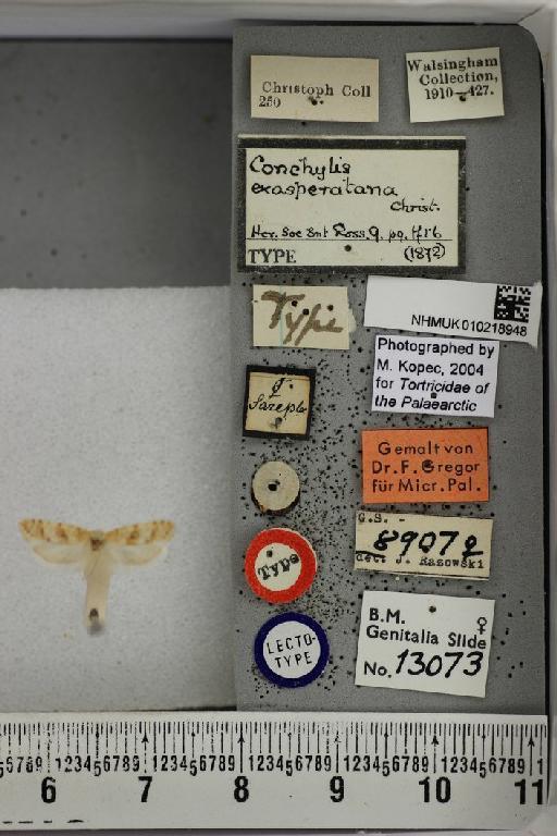 Conchylis exasperatana Christoph, 1872 - Conchylis exasperatana Christoph 1872 LT female NHMUK010218948 labels