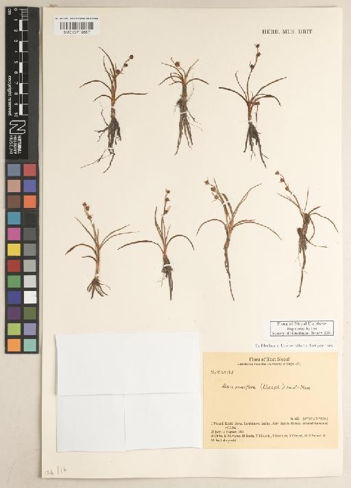 Aletris pauciflora (Klotzsch) Hand.-Mazz. - BM013719687