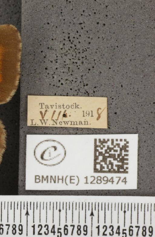 Pyronia tithonus britanniae (Verity, 1914) - BMNHE_1289474_label_127694