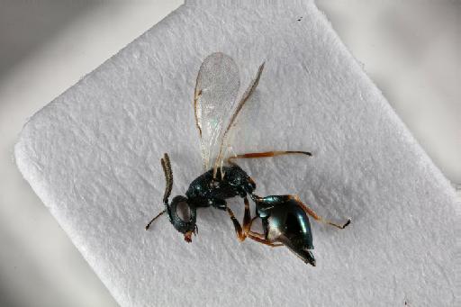 Sphegigaster intersita Graham, 1969 - Sphegigaster intersita