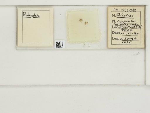 Aphis Linnaeus, 1758 - 014868252_112546_1092798_157773_NoStatus