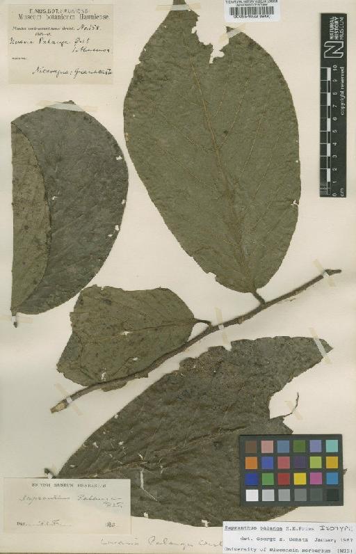 Sapranthus palanga R.E.Fr. - BM000554022