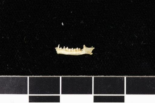 Rhinolophus klossi Andersen, 1918 - 1918_8_2_2-Rhinolophus_klossi-Holotype-Skull-left_mandible-lateral