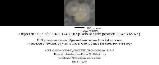 Neogloboquadrina dutertrei (d'Orbigny) - ZF7105-Globoquadrina-eggeri_obj00033_plane000.jpg