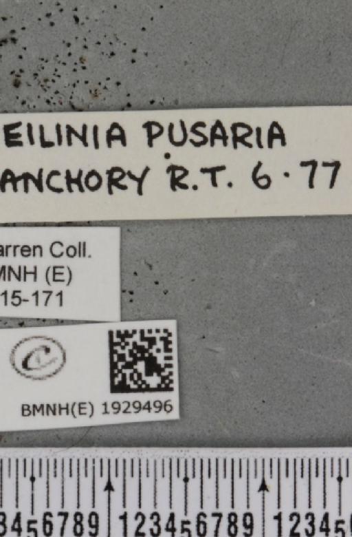 Cabera pusaria (Linnaeus, 1758) - BMNHE_1929496_label_494901