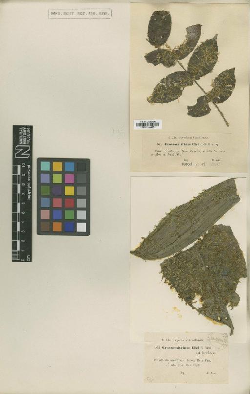 Crossomitrium patrisiae (Brid.) Müll.Hal. - BM001109473_a