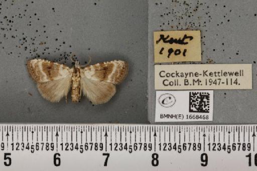 Meganola albula ab. fascialis Spuler, 1906 - BMNHE_1668468_291475