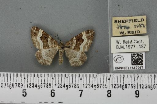 Epirrhoe alternata alternata (Müller, 1764) - BMNHE_1617047_315922