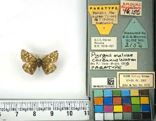 Pyrgus malvae (Linnaeus, 1758) - NHMUK010576904_Pyrgus_malvae_(Linnaeus)_Paratype_ventral
