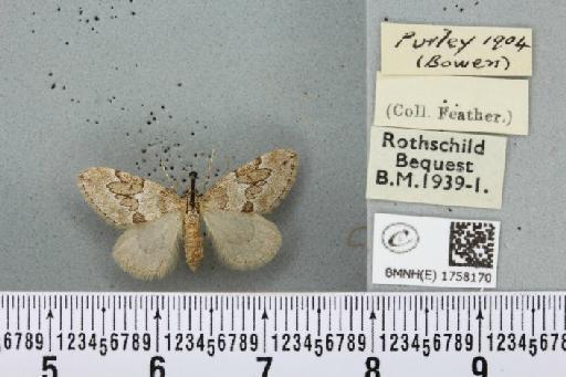 Thera juniperata juniperata (Linnaeus, 1758) - BMNHE_1758170_339684