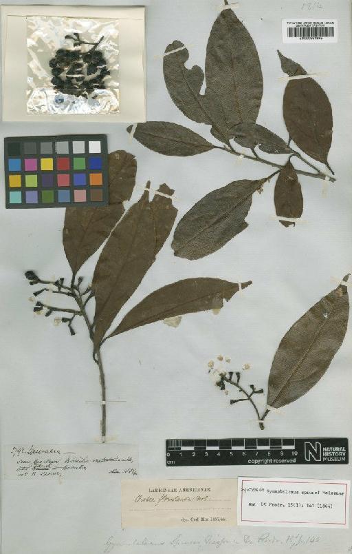 Ocotea neesiana (Miq.) Kosterm. - BM000993995