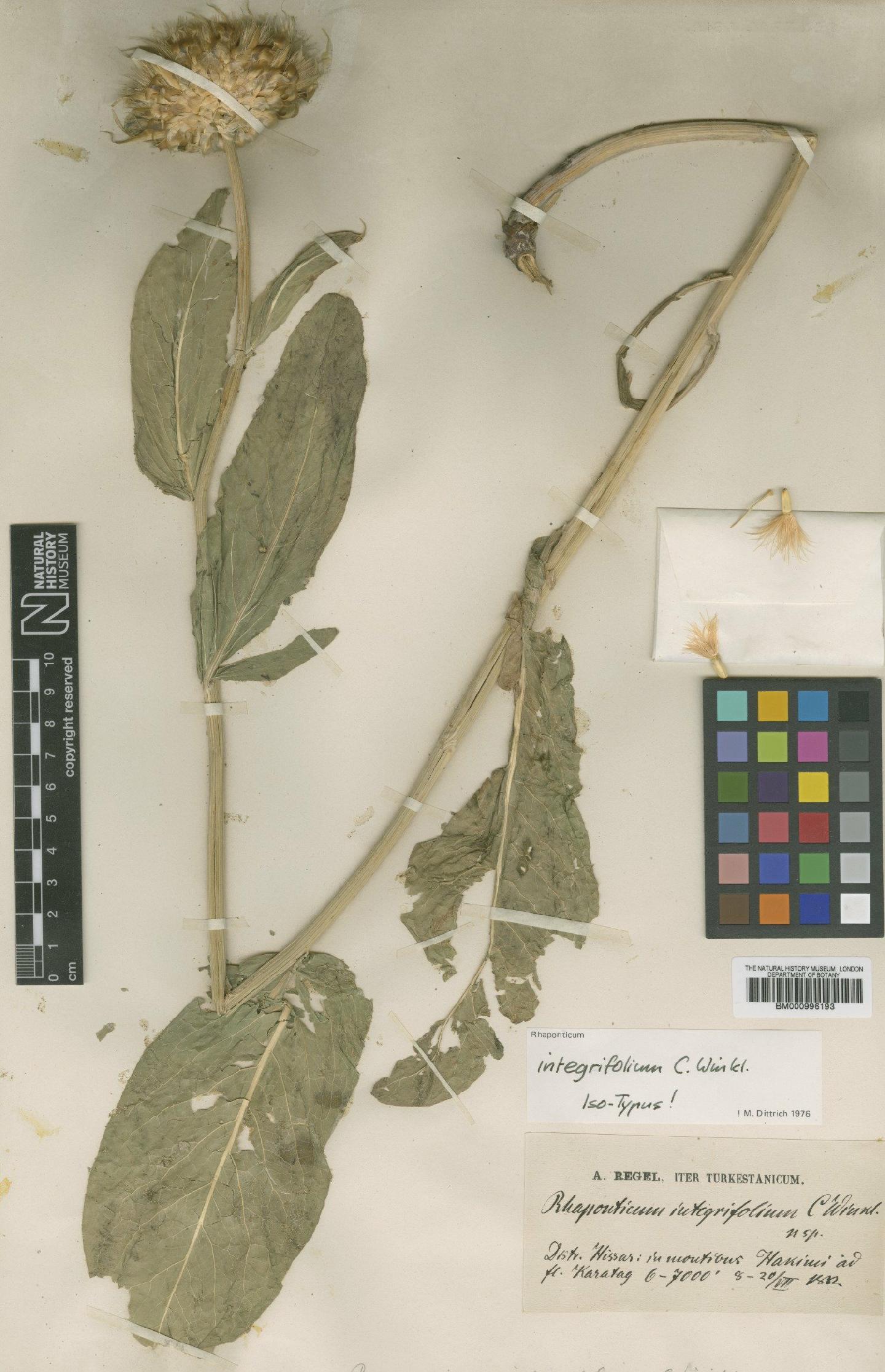 To NHMUK collection (Rhaponticum integrifolium C.Winkl.; Isotype; NHMUK:ecatalogue:479996)