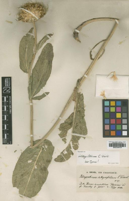 Rhaponticum integrifolium C.Winkl. - BM000996193