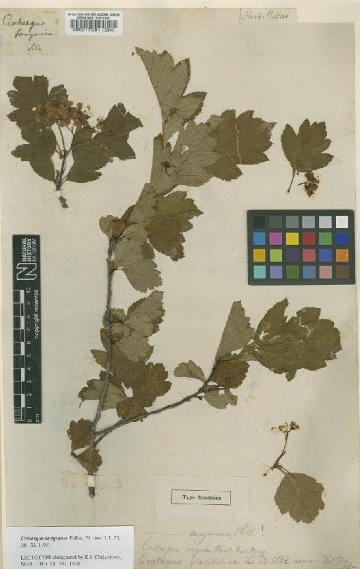 Crataegus sanguinea Pall. - BM000017281