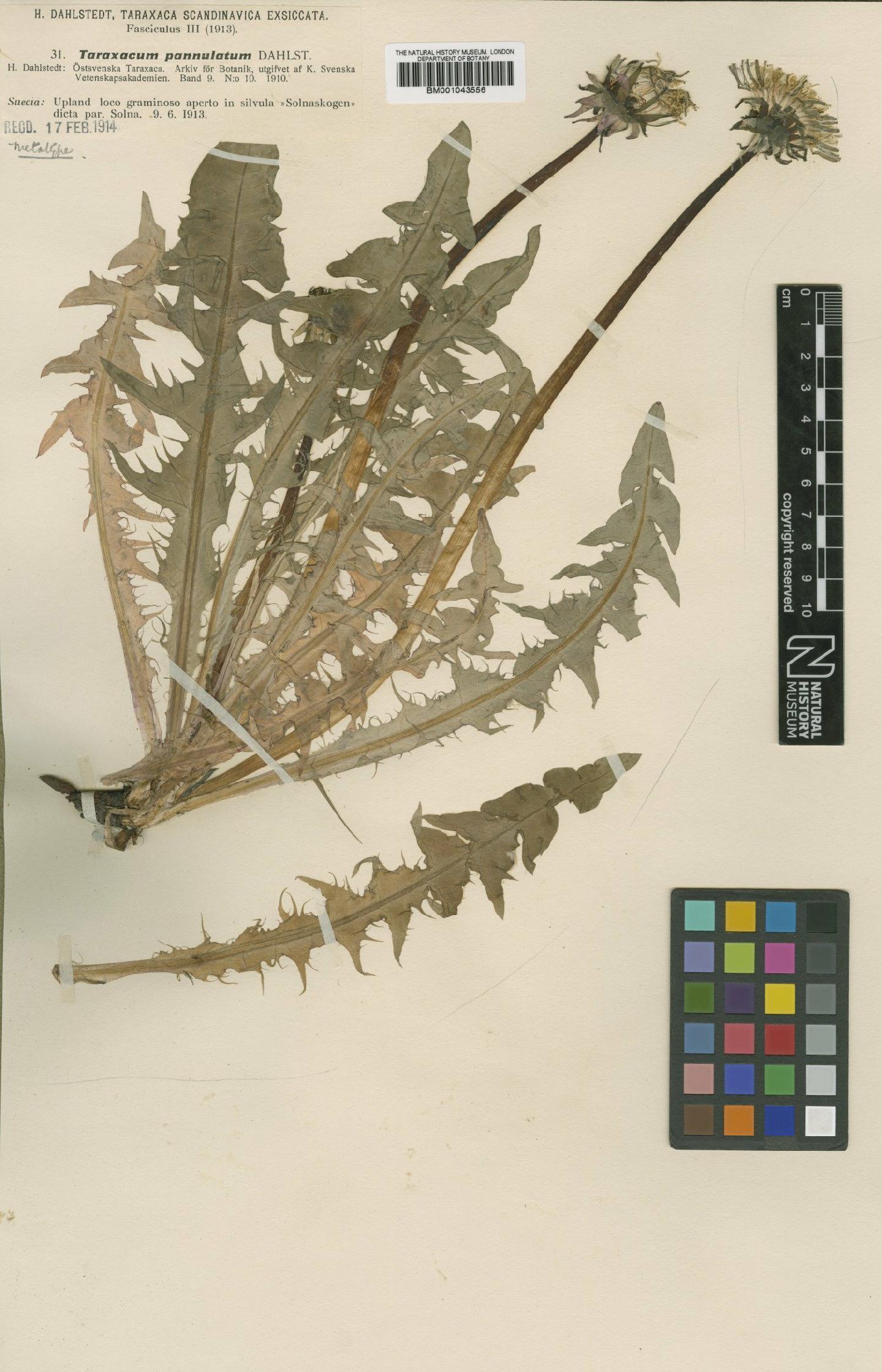 To NHMUK collection (Taraxacum pannulatum Dahlst; Type; NHMUK:ecatalogue:2201061)