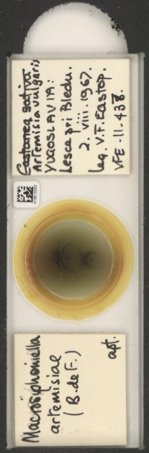 Macrosiphoniella artemisiae Fonscolombe, 1841 - 010013233_112659_1094715