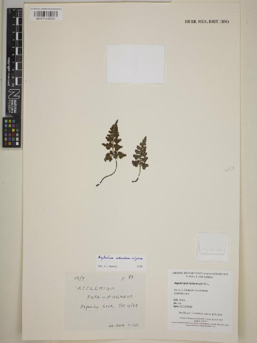 Asplenium adiantum-nigrum L. - BM011028292