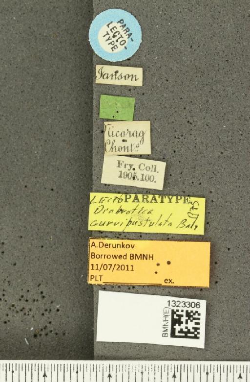 Diabrotica curvipustulata Baly, 1890 - BMNHE_1323306_label_19415