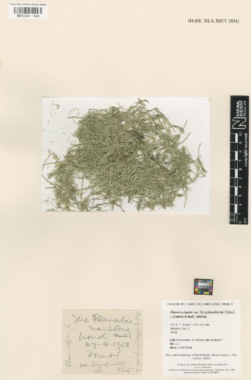 Chara vulgaris var. longibracteata (Kütz.) J.Groves & Bull.-Webst. - BM013411642.tif