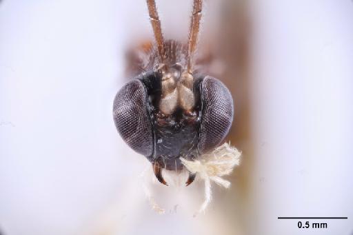 Dreisbachia eberhardi Gauld, I.D. et al., 1998 - 010824769_Dreisbachia eberhardi_PT_anterior_head