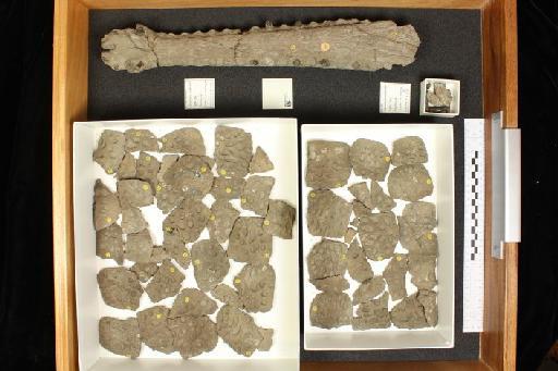 Neosteneosaurus edwardsi - 010028755_L010092894