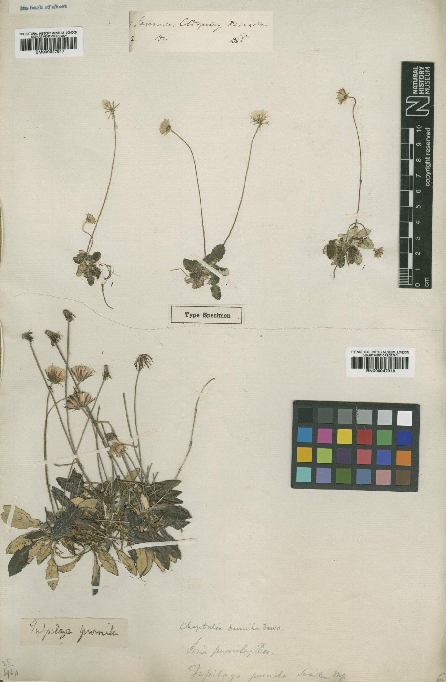 To NHMUK collection (Chaptalia pumila (Sw.) Urb.; Type; NHMUK:ecatalogue:619799)